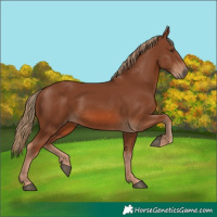 Horse Color:Chestnut 