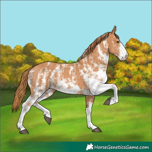Horse Color:Chestnut Sabino 