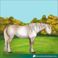 Horse Color:Gray Palomino