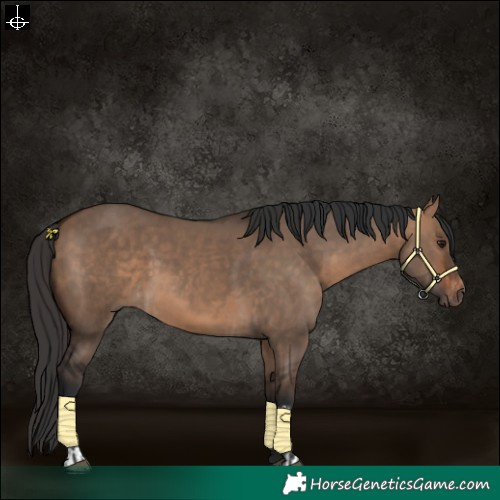 Horse Color:Bay Dun  and Bay Dun 