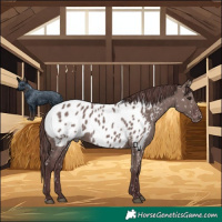 Horse Color:Chocolate Grullo Near Leopard