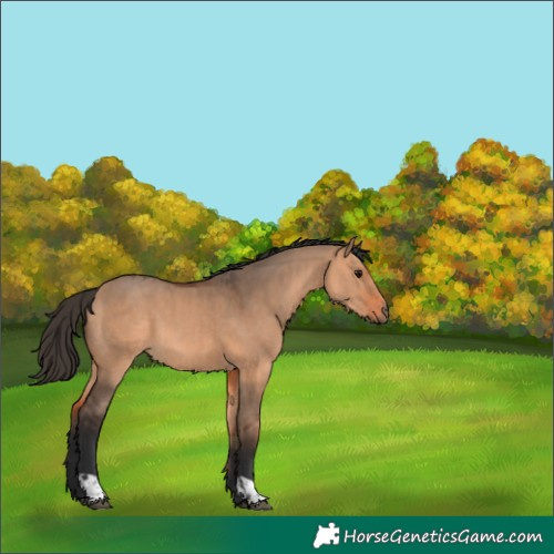 Horse Color:Bay Dun  and Bay Dun 