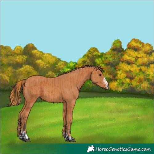 Horse Color:Bay and Chestnut