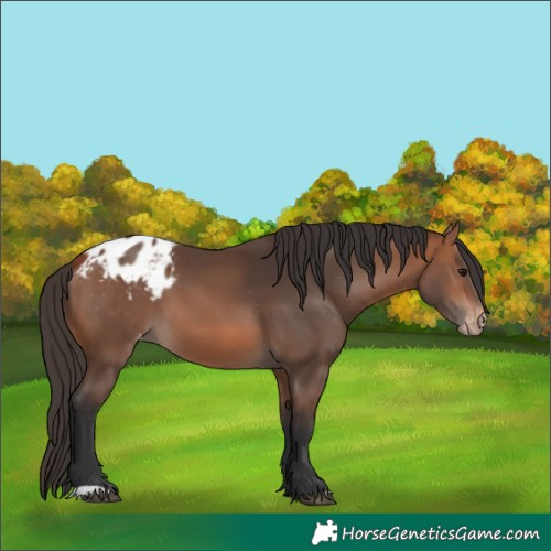 Horse Color:Bay Appaloosa 