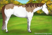 Horse Color:Red Dun Splash