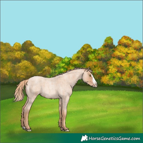 Horse Color:Gold Champagne Roan Splash