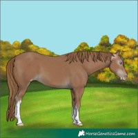 Horse Color:Gray White Spotted Smoky Creme 
