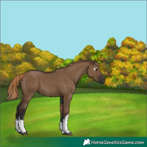 Horse Color:Gray White Spotted Liver Red Dun 