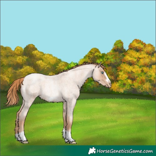 Horse Color:Gold Champagne Roan Pearl Tobiano Frame 
