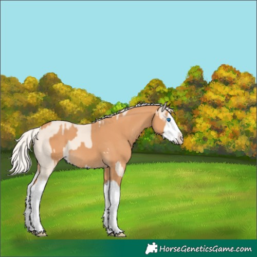 Horse Color:Cremello Splash  and Gray Cremello Splash 