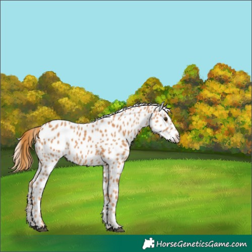 Horse Color:Chestnut Appaloosa 