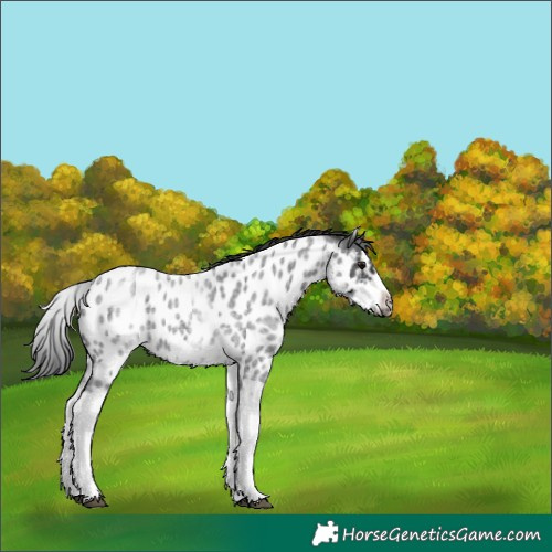 Horse Color:White Spotted Blue Roan Splash Frame Near Leopard 