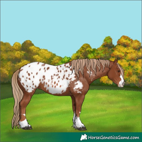 Horse Color:Chestnut Appaloosa 