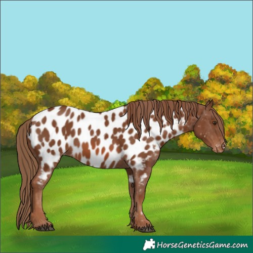 Horse Color:Chestnut Appaloosa 