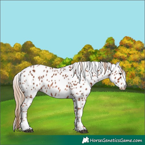 Horse Color:Chestnut Leopard 
