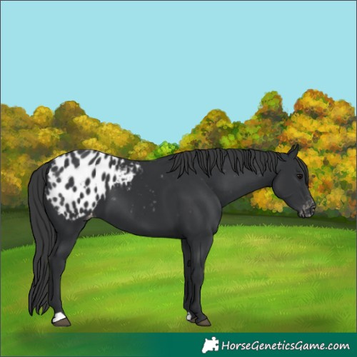 Horse Color:Black Appaloosa 