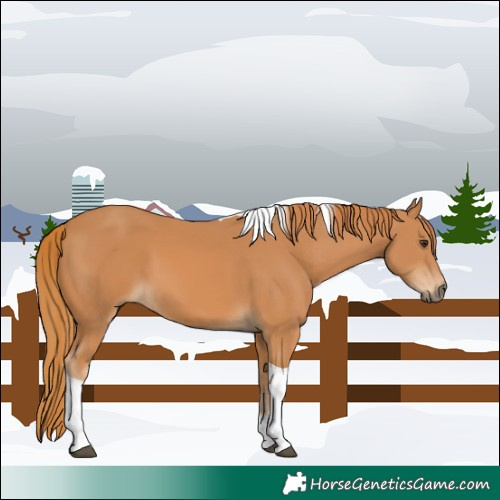Horse Color:Chestnut Tobiano 