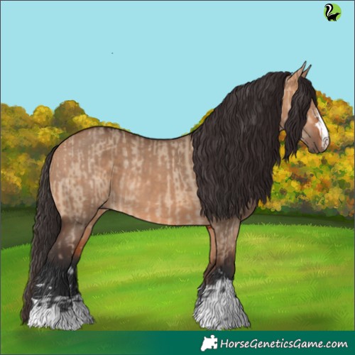 Horse Color:Bay Dun and Bay Dun