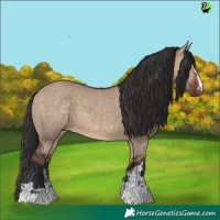 Horse Color:Brown Dun  and Brown Dun 