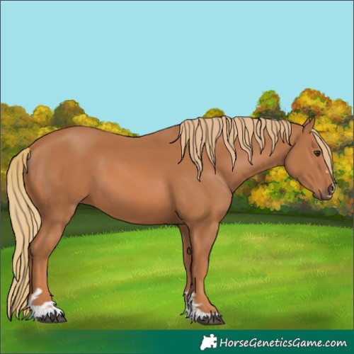 Horse Color:Chestnut 