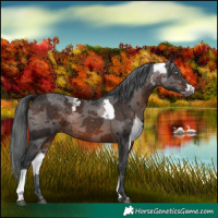 Horse Color:Silver Brown Merle Tobiano  and Brown Merle 
