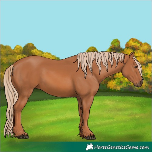Horse Color:Chestnut 