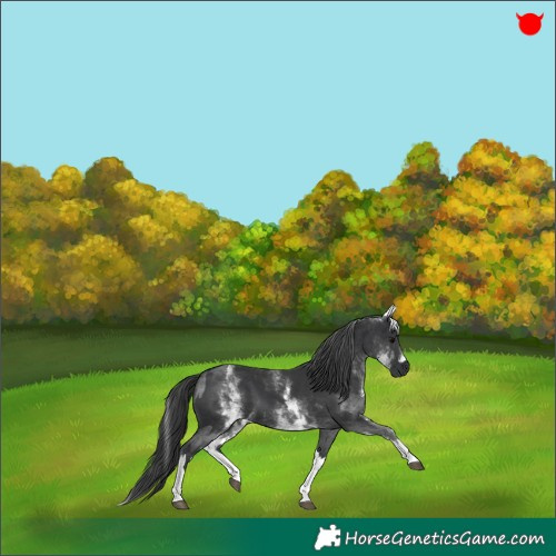 Horse Color:Blue Roan Tobiano  and White Spotted Black 