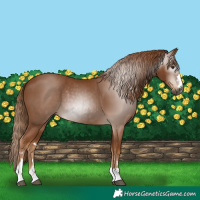 Horse Color:Gray Chestnut 