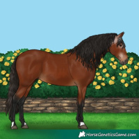 Horse Color:Gray Bay