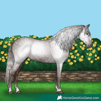 Horse Color:Gray Chestnut