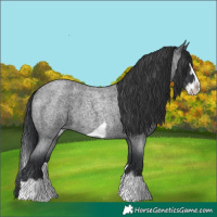 Horse Color:Blue Roan Splash Frame 