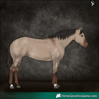 Horse Color:Liver Red Dun Rabicano 
