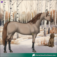 Horse Color:Liver Red Dun Rabicano