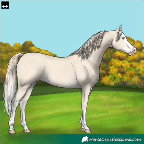 Horse Color:Cremello Splash and Perlino Splash