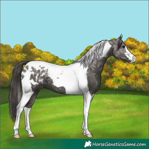 Horse Color:Grullo Ice Tobiano Blanket