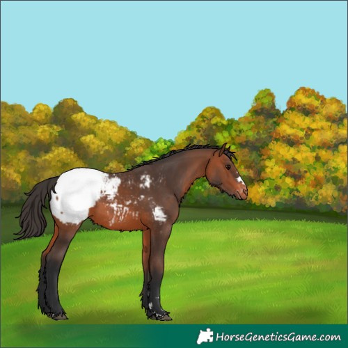 Horse Color:Bay Snowcap 