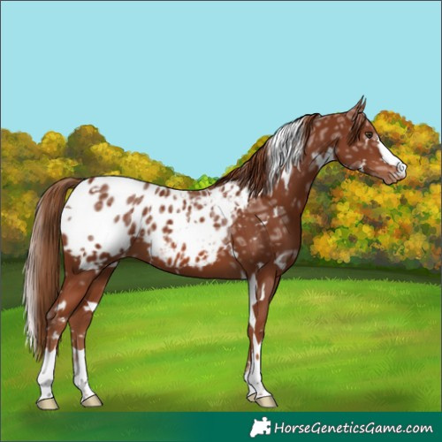 Horse Color:White Spotted Chestnut Ice Appaloosa 