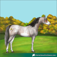 Horse Color:White Spotted Bay Roan Frame