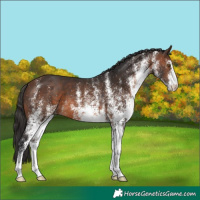 Horse Color:White Spotted Brown