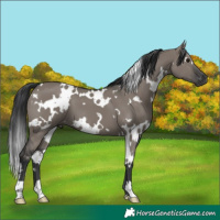 Horse Color:White Spotted Grullo 