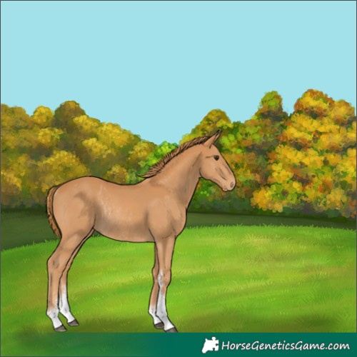 Horse Color:Chestnut Sabino Rabicano 