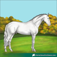 Horse Color:Silver Perlino Roan Dun Tobiano Appaloosa Rabicano