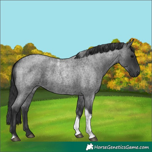 Horse Color:Blue Roan Tobiano 