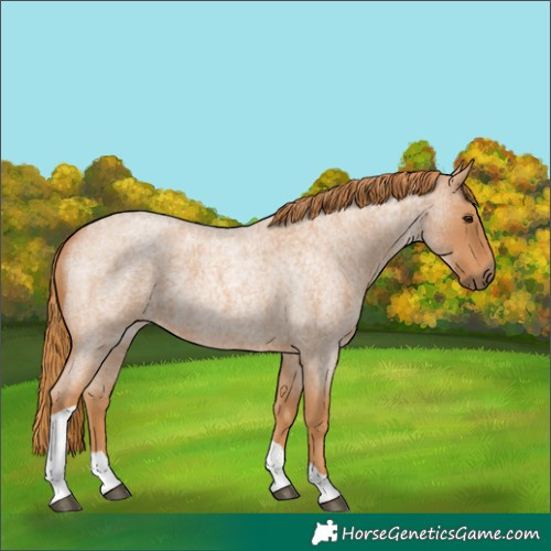 Horse Color:Red Roan Tobiano