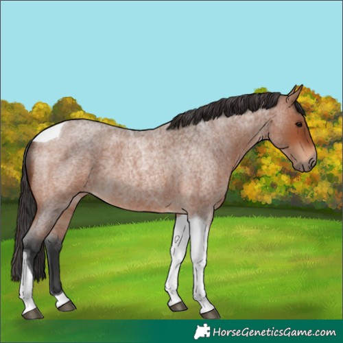 Horse Color:Bay Roan Tobiano 
