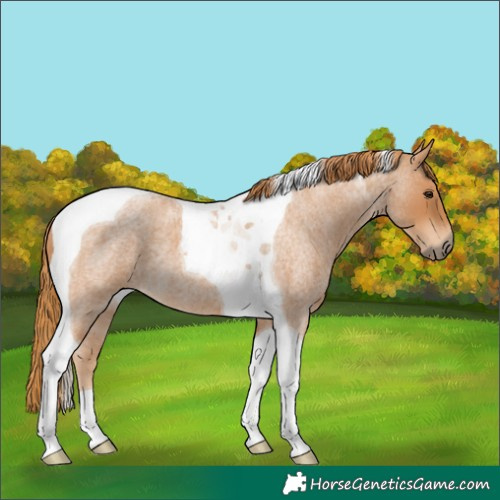 Horse Color:Red Roan Tobiano 