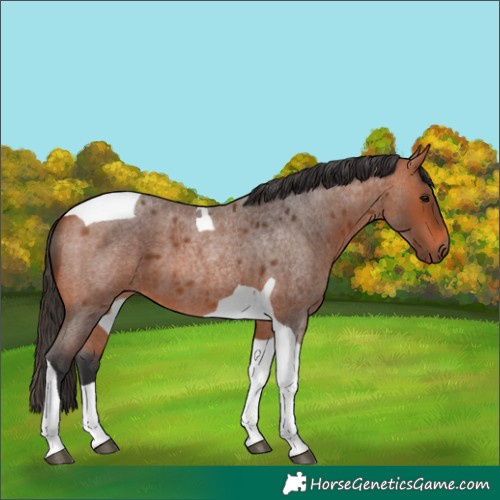Horse Color:Bay Roan Tobiano 