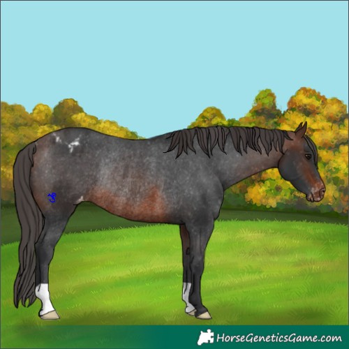Horse Color:Brown Appaloosa Rabicano 