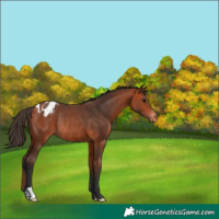 Horse Color:Bay Appaloosa Rabicano 