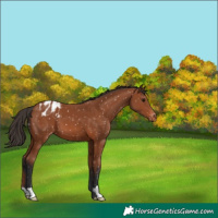 Horse Color:Bay Appaloosa 